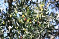 olives sur branche