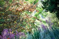 Jardin de l'abbaye de Valsaintes_Simiane-la-Rotonde