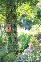 Jardin de l'abbaye de Valsaintes_Simiane-la-Rotonde